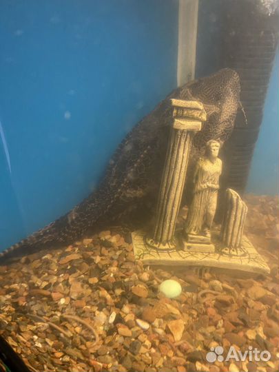 Продам сома