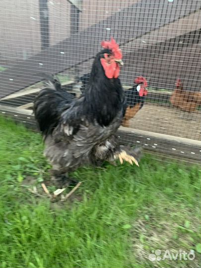 Петух кохинхин