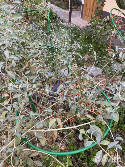 Кусты ягоды Годжи