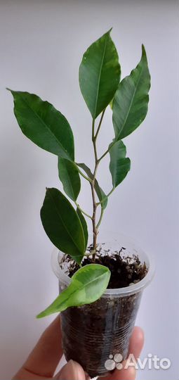 Сортовые фикусы