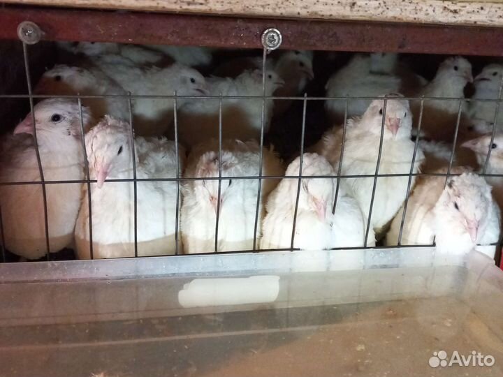 Инкубационное яйцо перепела