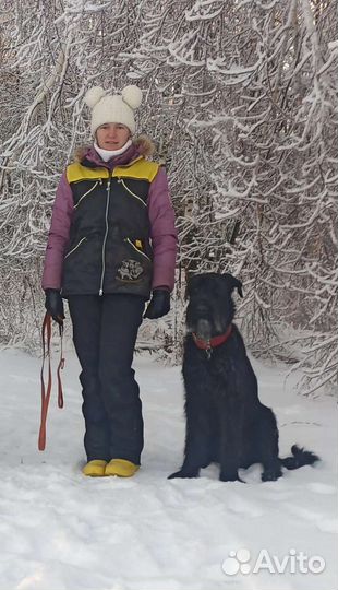 Передержка собак