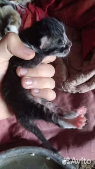 Продам котят От породистой кошки