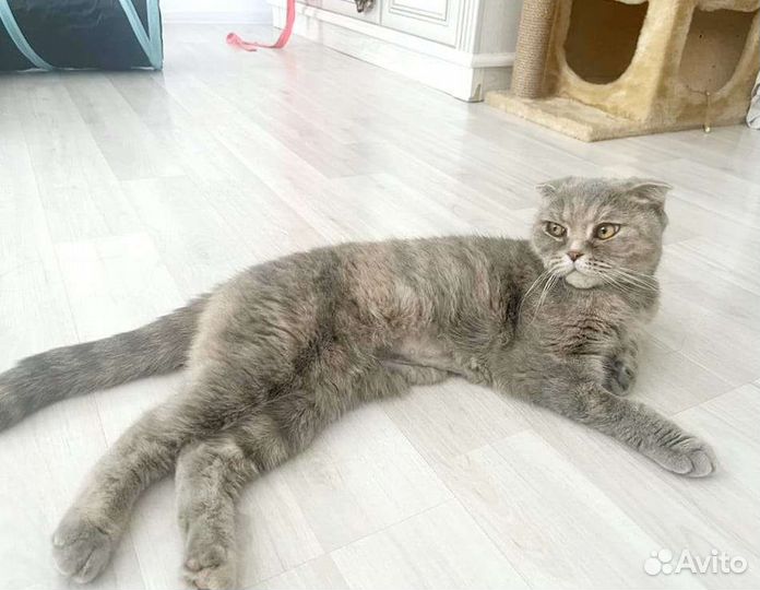 Шотландская стерилизованная кошечка ищет семью