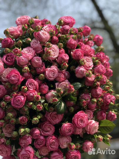 Кустовые розы цветы