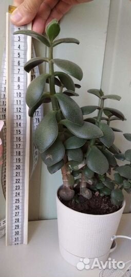 Крассула толстянка