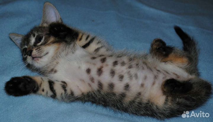 Необыкновенное чудо - котик в добрые руки