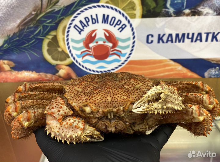 Краб Волосатик