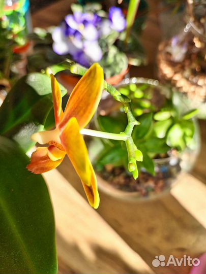 Орхидея фаленопсис