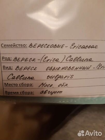 Гербарий медоносных растений 19 шт