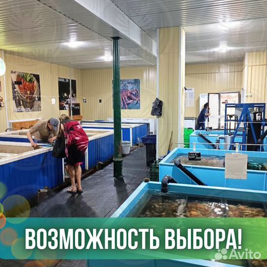 Морской гребешок филе заморозка Морепродукты