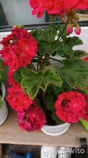 Пеларгония герань сортовая