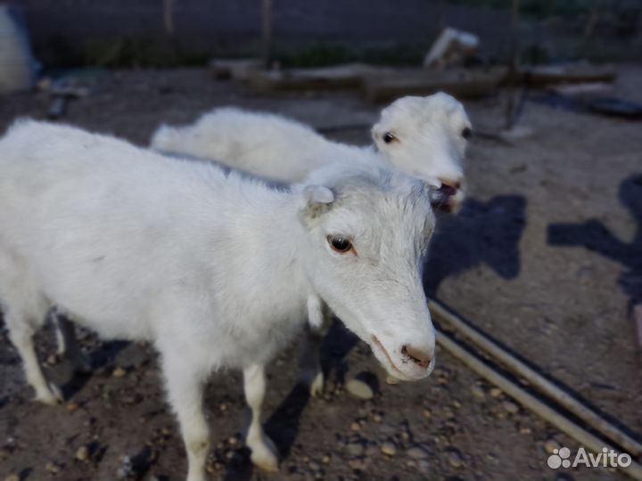 Козы Ламанча