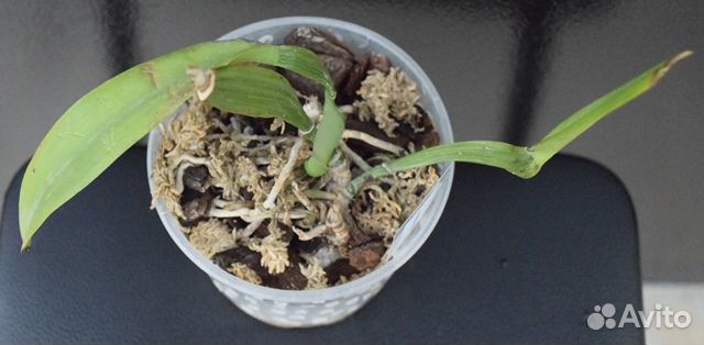 Орхидея сортовая каттлея