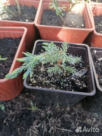 Можжевельник чешуйчатый Блю Карпет