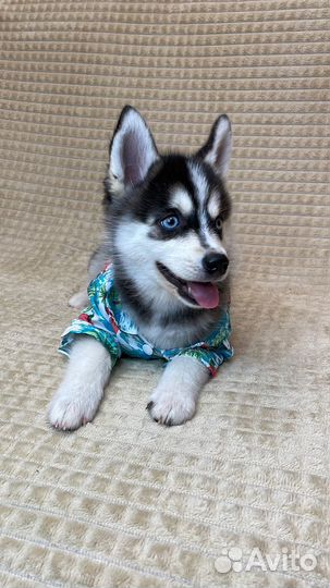 Щенки Помски