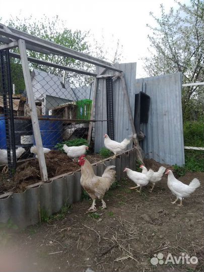 Бараны.Козы.Куры.Утята.Цыплята