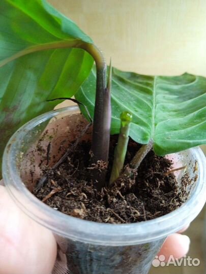 Маранта черная