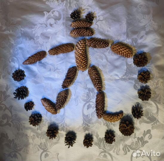 Шишки еловые и сосновые