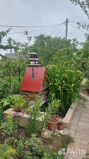 Водяной ирис жёлтый