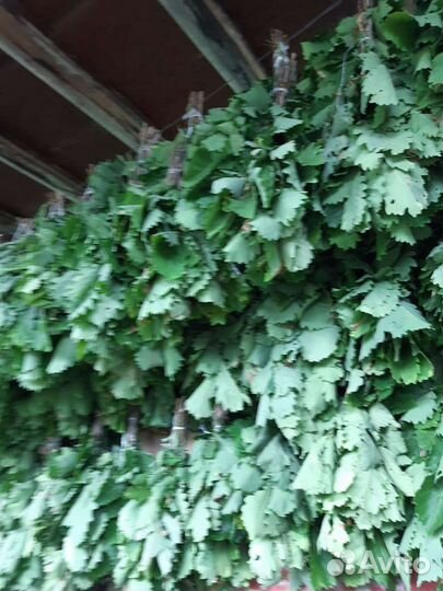 Веник банный дубовый