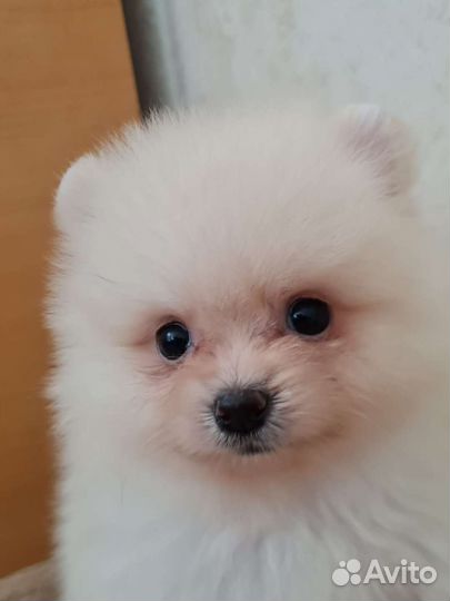 Померанский шпиц щенки мини