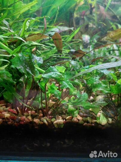 Аквариумные растения