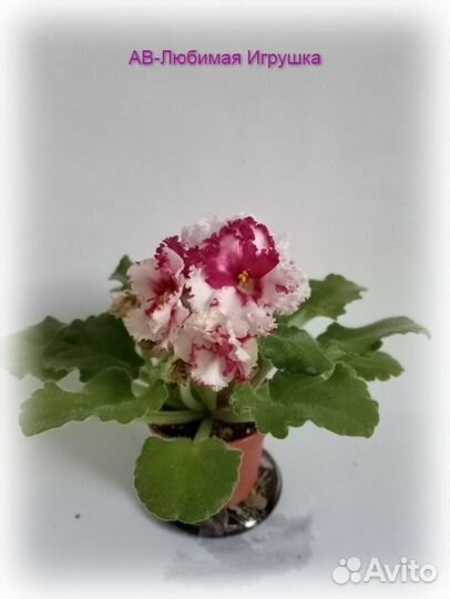 Минифиалки. Лист на срез