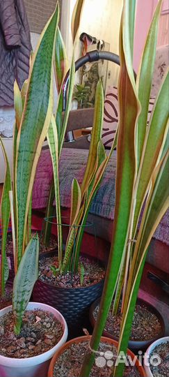 Сансевиерия лауренти
