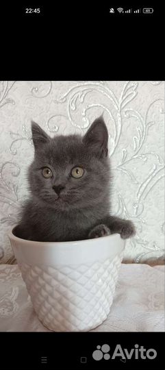 Британская