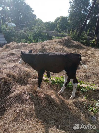 Телка 1.5 года. Телочка 2 месяца