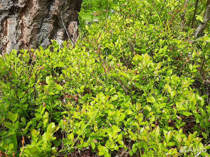 Свежие/сушеные листья 2023г. смородины/ земляники