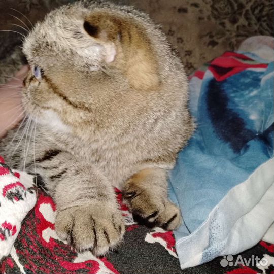 Шотланская вислоухая