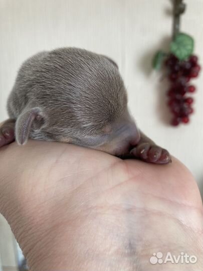 Крошка на ладошке (открыт резерв на тойчика)