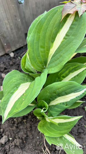 Хоста в ассортименте