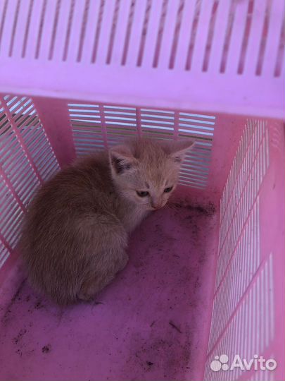 Котенок персиковый