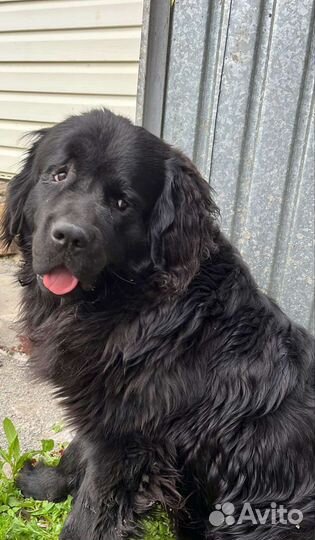 Стрижка животных