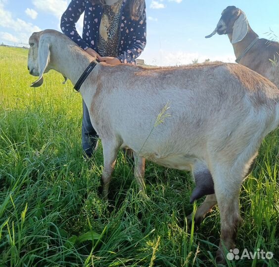 Продам дойных коз