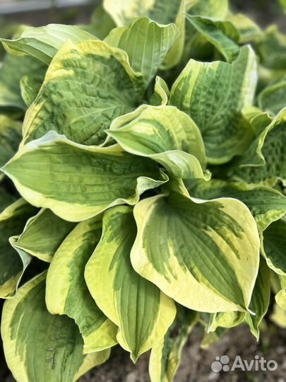 Хосты, многолетники