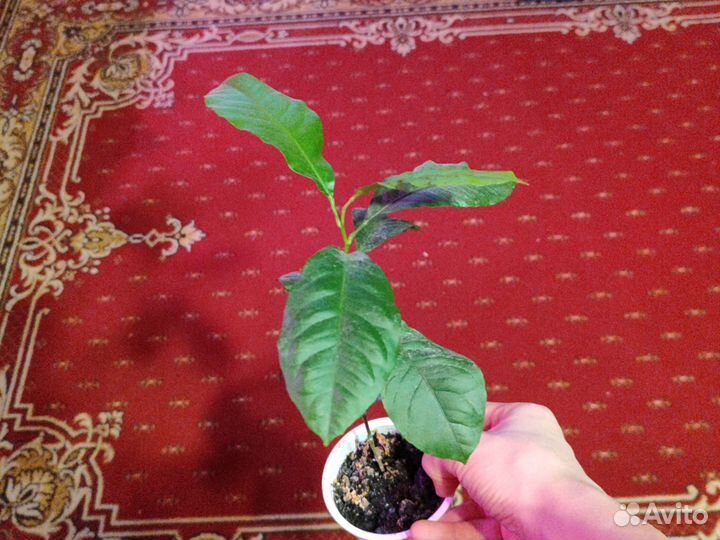 Экзотические растения