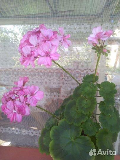 Пеларгония герань
