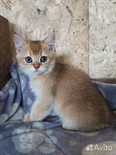 Золотая шиншилла (котик)