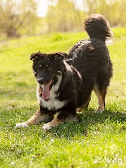 Собака в добрые руки