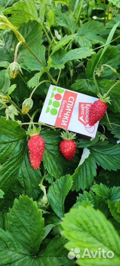Рассада ремонтантная земляника лесная сказка