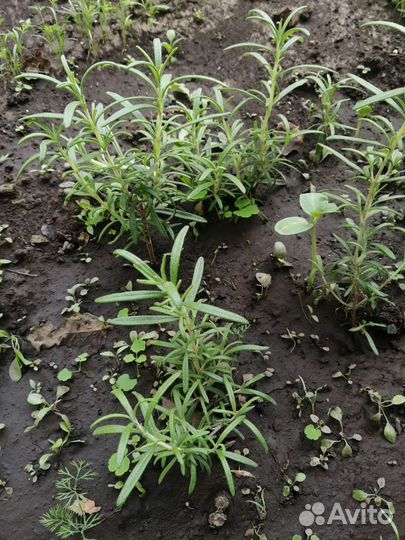 Розмарин саженцы
