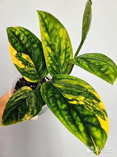 Монстера карстенианум вариегатная