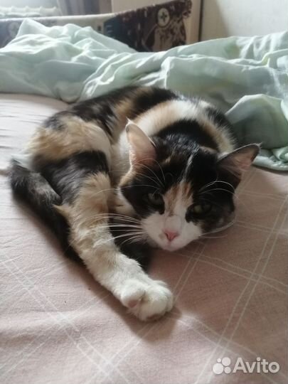 Кошка в дар бесплатно