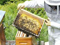 Пчелопакеты 2024 Карника, Бакфаст