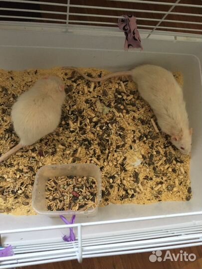 Крыса домашняя