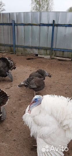 Яйца индюшьина инкубацию